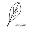 Hand drawn doodle leaf. Black shape with different forms. obovate Leaf