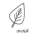 Hand drawn doodle leaf. Black shape with different forms. Ovoid Leaf