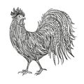 Hand drawn doodle outline rooster illustration. Decorative outline hand drawn in zentangle style