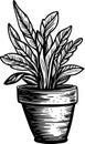 hand drawn doodle style illustration of potted houseplant