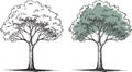 Hand drawn doodle tree in two versions isolated on transparent background vector illustration Royalty Free Stock Photo