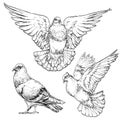 Hand drawn Dove / Pigeon set.