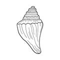 Hand-drawn dove shell of engraved line. Design element for invitations, greeting cards, posters, banners, flyers and more. Vector