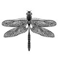 Hand drawn dragonfly on white background Royalty Free Stock Photo