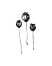 Hand drawn dried poppy seed pods set painted by ink. Grunge style brush painting vector silhouettes. Black isolated imprint on