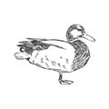 Hand drawn duck animal vector illustration. Sketch isolated on white background with pencil and label banner. duck