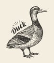 Hand-drawn duck. Bird, mallard, farm animal sketch. Vector illustration Royalty Free Stock Photo