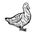 Hand drawn duck sketch.Thanksgiving day farming.