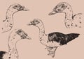 Hand drawn duck vector set on beige round. Royalty Free Stock Photo