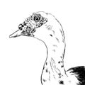 Hand drawn duck vector set on white background. Royalty Free Stock Photo