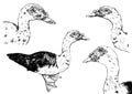 Hand drawn duck vector set on white background.