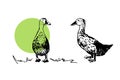 Hand drawn ducks. Vector poultry illustration on white background Royalty Free Stock Photo