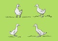 Hand drawn ducks. Vector poultry illustration on green background