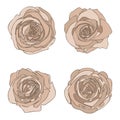 Hand drawn dusty rose roses flowers set, abstract blossom flowers collection isolated on the white background. Vintage botany Royalty Free Stock Photo