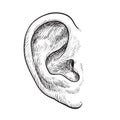 Hand drawn ear Royalty Free Stock Photo