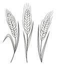 Hand drawn of ears of wheat, barley, grain. Black and white vector realistic sketch wheat ear, whole oat. Illustration Royalty Free Stock Photo