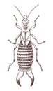 Hand drawn earwig vector illustration Royalty Free Stock Photo