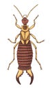 Hand drawn earwig vector illustration Royalty Free Stock Photo