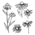 Hand drawn Echinacea. Medicinal herbs