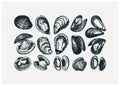 Hand drawn edible marine mollusks drawings set. Vector package, banner, flyer, menu, recipes template with realistic seafood