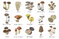 Hand drawn edible mushrooms collection Royalty Free Stock Photo