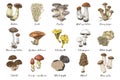 Hand drawn edible mushrooms collection