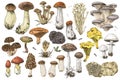 Hand drawn edible mushrooms collection Royalty Free Stock Photo