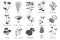 Hand drawn edible mushrooms collection Royalty Free Stock Photo