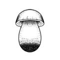 Hand drawn edible wild mushroom