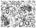 Hand Drawn of Elderberry and Diospyros Lycioides Fruits