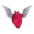 Hand drawn elegant red heart with wings, sketch for tattoos desi Royalty Free Stock Photo