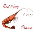 Hand drawn engraved ink shrimp or prawn illustration isolated on white. colored sketch of realistic shrimp. vector red king prawn