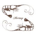 Hand drawn engraved ink shrimp or prawn illustration isolated on white. etched seafood graphic.Outline sketch of realistic shrimp