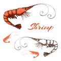 Hand drawn engraved ink shrimp or prawn illustration isolated on white. vector prawn line and color drawing in vintage style. Royalty Free Stock Photo