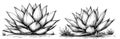 A hand-drawn engraving of an agave plant, depicted on a white background Royalty Free Stock Photo
