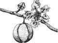 Hand drawn engraving red acerola berry, barbados cherry, Malpighia emarginata. Royalty Free Stock Photo