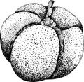 Hand drawn engraving red acerola berry, barbados cherry, Malpighia emarginata. Royalty Free Stock Photo