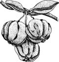 Hand drawn engraving red acerola berry, barbados cherry, Malpighia emarginata. Royalty Free Stock Photo