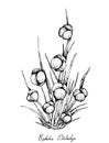 Hand Drawn of Ephedra Distachya Fruits on White Background