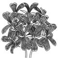 Hand drawn essential oil plants drawing of geranium or pelargonium graveolens isolated on white background