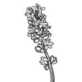 Hand drawn essential oil plants drawing of lavender or lavandula angustifolia isolated on white background