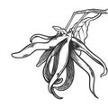 Hand drawn essential oil plants drawing of ylang ylang or cananga odorata isolated on white background