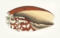 Hand drawn of Ethiopian Crown sea shell