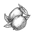 Hand drawn exotic guava fetus. Vector food sketch