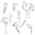 Hand Drawn Exotic Tropical Birds. Doodle Drawings of Parrot, Ostrich, Emu, Hummingbird, Hoopoe and Toucan. Sketch Style Royalty Free Stock Photo