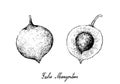 Hand Drawn of False Mangosteen Fruits on White Background