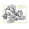 Hand drawn farm vegetables. Chinese cabbage, artichoke, corn cob, carrot, radish. Vector engraved illustration. Farmers