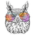 Hand Drawn Fashion Illustration of Hipster Owl with aviator sunglasses