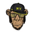 Hand Drawn Fashion Portrait of Monkey Hipster with dark cap,
