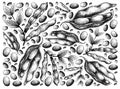 Hand Drawn of Fava Bean and Soybeans Background